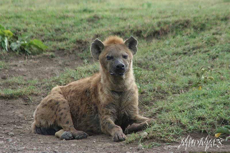 Mud Maps Africa Serengetti NP 2000